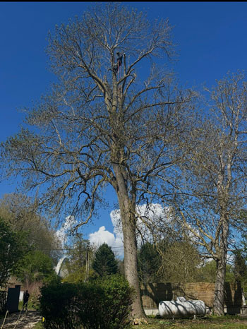 Élagage et Abattage d'arbres